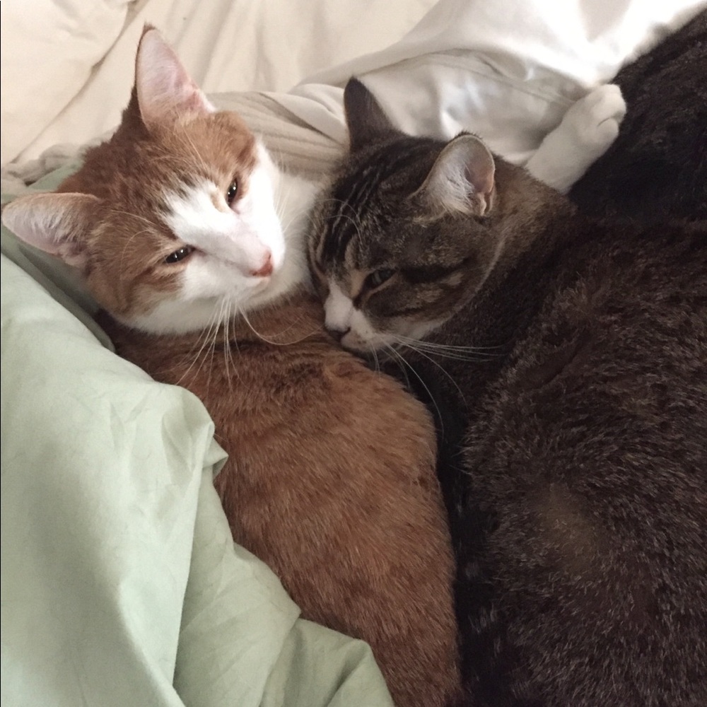 Meet your Posher, Laurel